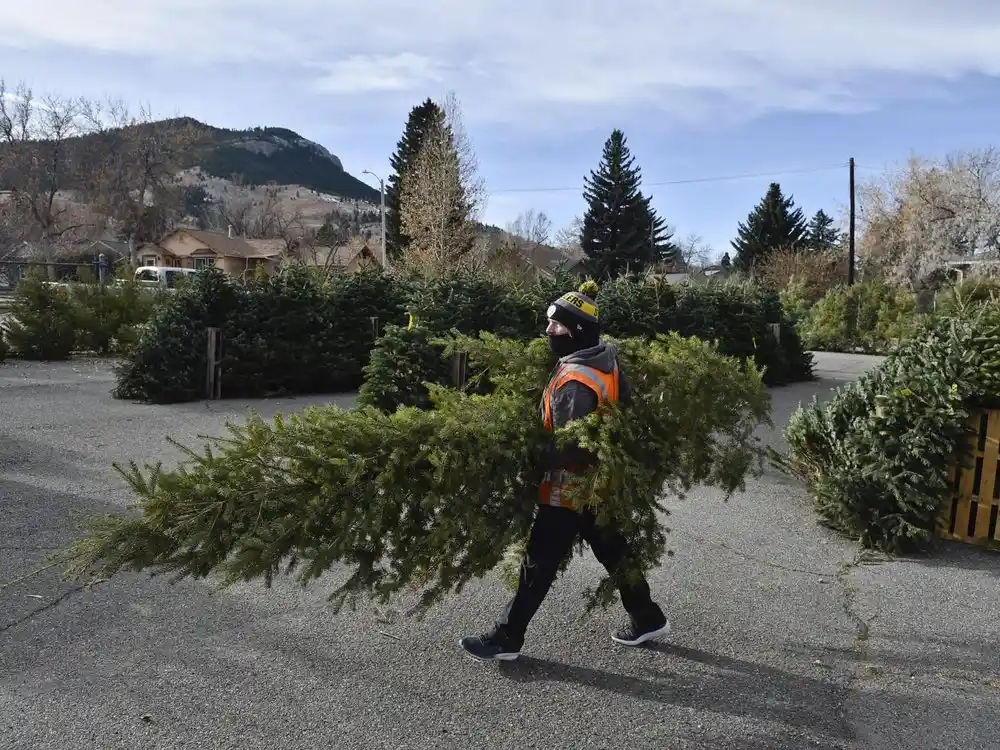 Storm Debris Disposal Willy's Hauling